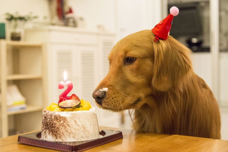 獣医師監修 犬が生クリームを食べても大丈夫 適量は 乳糖不耐症 下痢 やアレルギーに注意 Hotto ホット