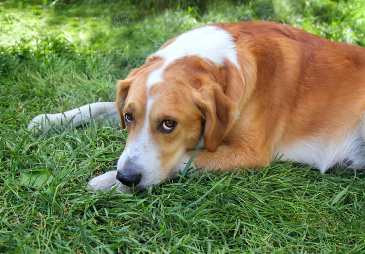 獣医師監修 犬が誤飲したビニール 袋 が出てこない 食べる原因や症状 対処 予防方法は Hotto ホット