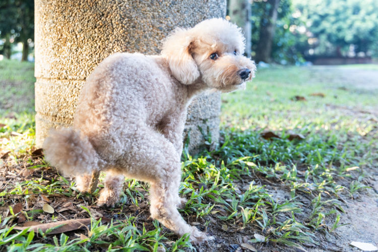 獣医師監修 犬も便秘になる 子犬から老犬まで 愛犬の便秘の改善 解消に役立つ食べ物 食材 は Hotto ホット