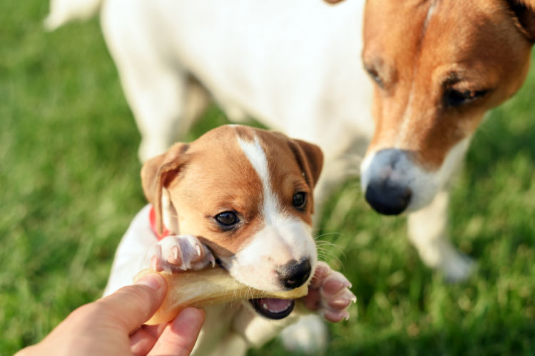 獣医師監修 犬にタンパク質は必要 子犬や老犬 おやつや手作り食など 必要量と注意点を解説 Hotto ホット