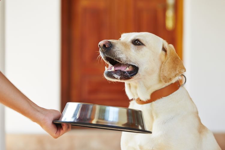 獣医師監修 犬に脂質は必要 子犬や老犬 おやつや手作り食など 必要量と注意点を解説 Hotto ホット