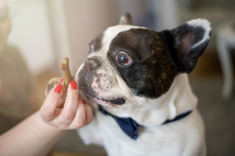 獣医師監修 犬におやつは必要 子犬や老犬にはいらない おやつの活用方法や注意点を解説 Hotto ホット