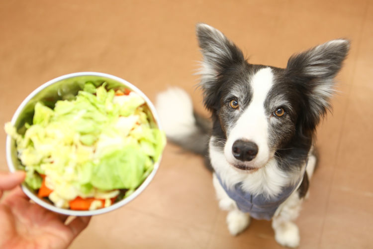 獣医師監修 犬に食物繊維は必要 1日に必要な量は 子犬や老犬 おやつや手作り食などの注意点 Hotto ホット