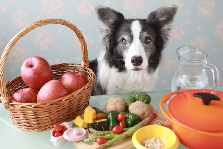 獣医師監修 犬にビタミンは必要 子犬や老犬 おやつや手作り食など 必要量と注意点を解説 Hotto ホット 獣医師監修 犬にビタミンは必要 子犬や老犬 おやつや手作り食など 必要量と注意点を解説 Hotto ホット