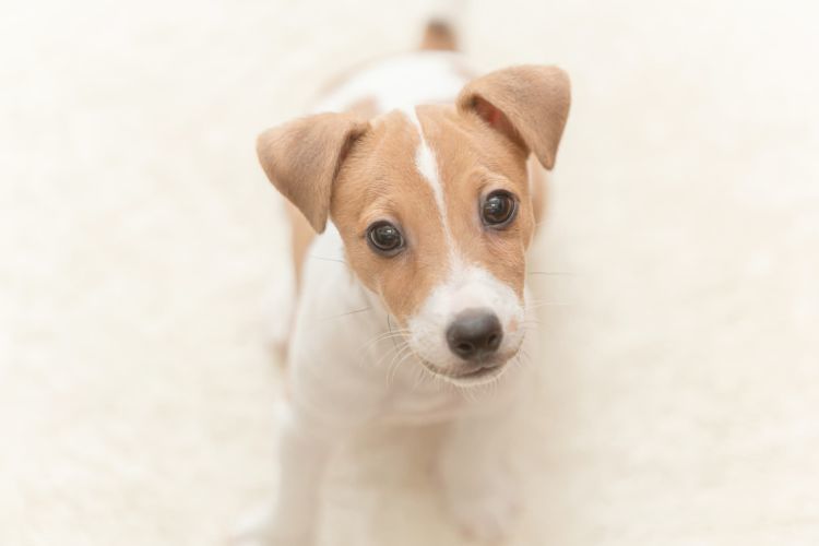 獣医師監修 犬に歯磨きガムは必要 食べたり飲み込んでも大丈夫 口臭予防や効果 安全な与え方は Hotto ホット