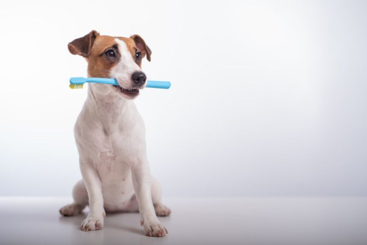 獣医師監修 犬専用の歯ブラシは必要 人間用の代用は 選び方や使用方法 噛んだり嫌がる場合の対処法 Hotto ホット