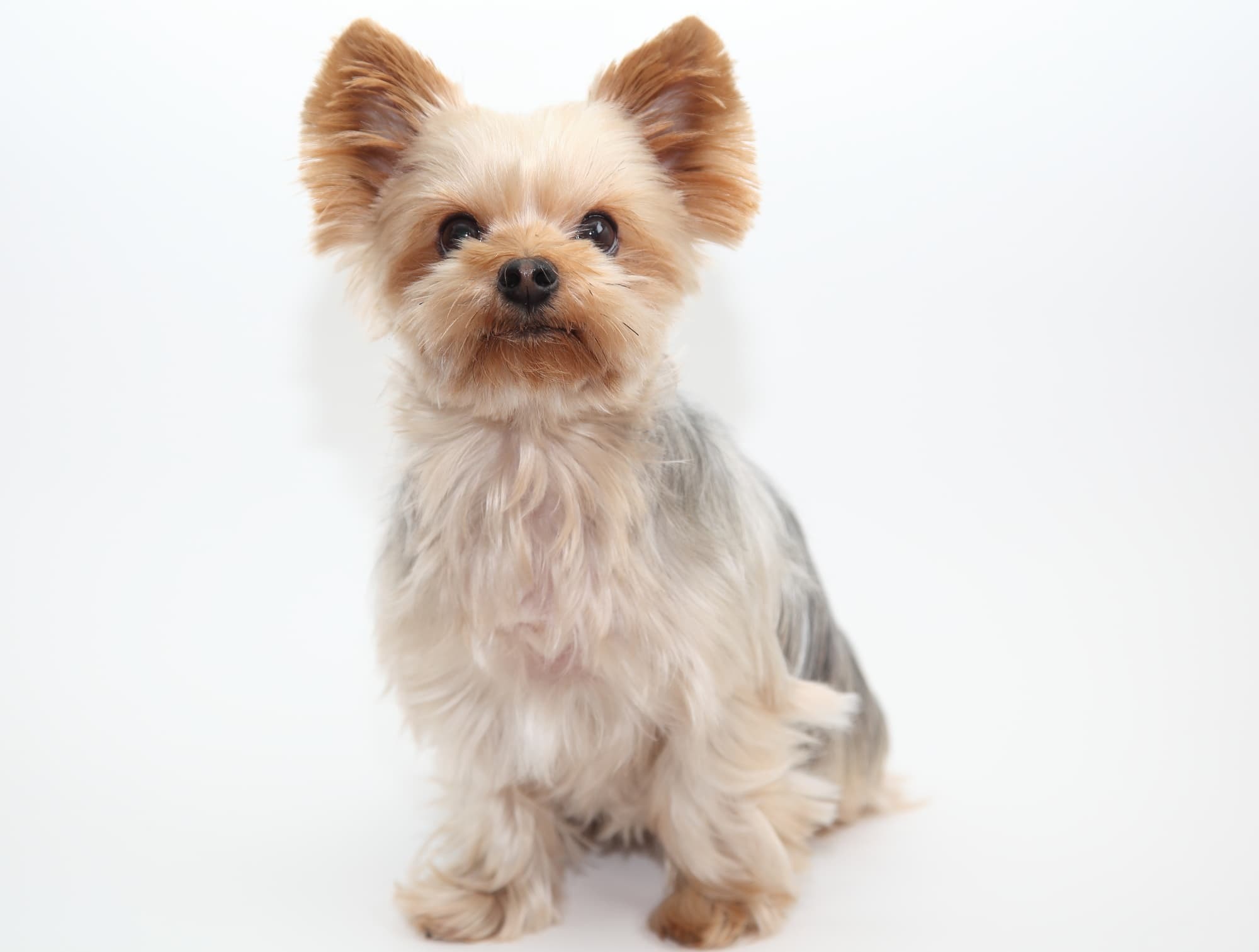 獣医師監修 ヨークシャー テリアにシャンプーやブラッシングは必要 体臭がきつい 頻度や注意点 Hotto ホット