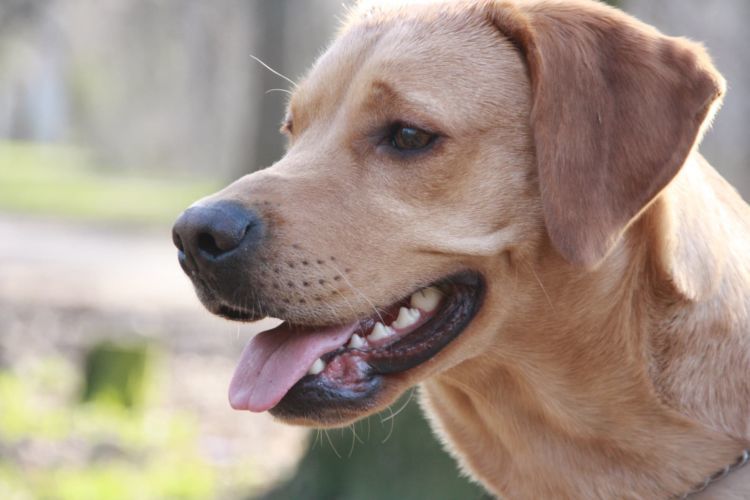 獣医師監修 犬が歯を鳴らす カチカチ 原因や症状は 対処 治療法 予防対策 なりやすい犬種は Hotto ホット